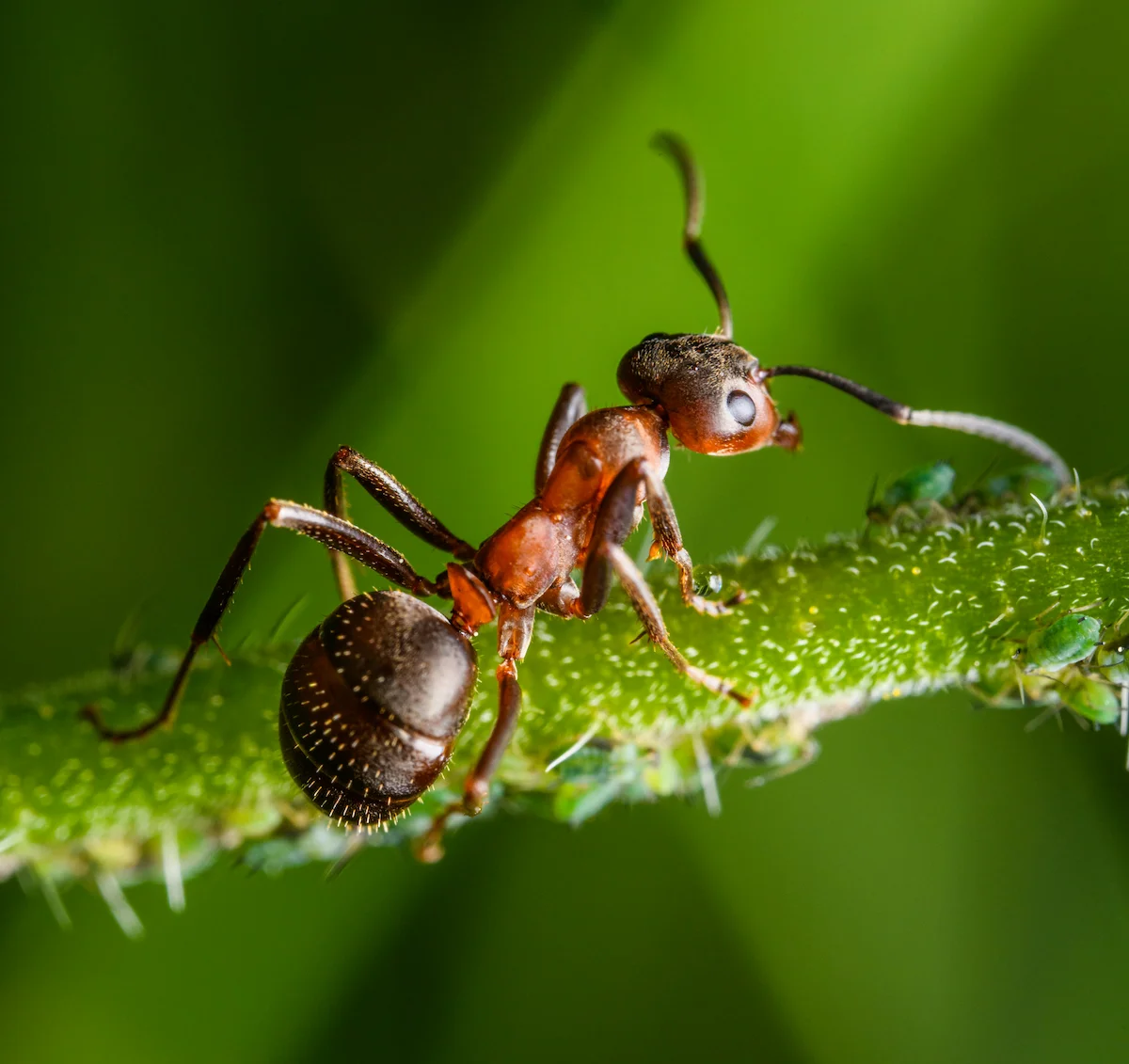 Valley of the Ants
