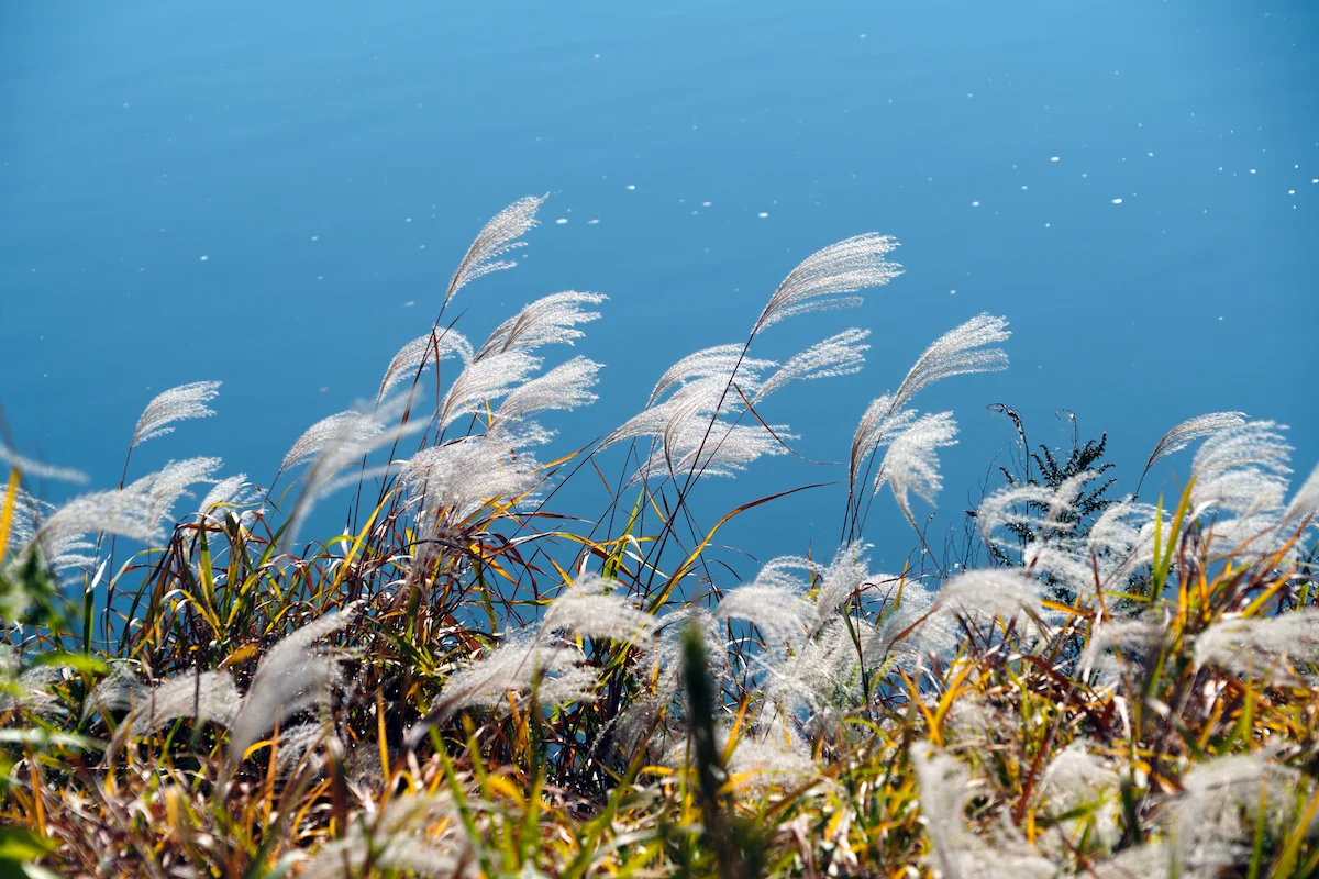 The Fertilising Winds