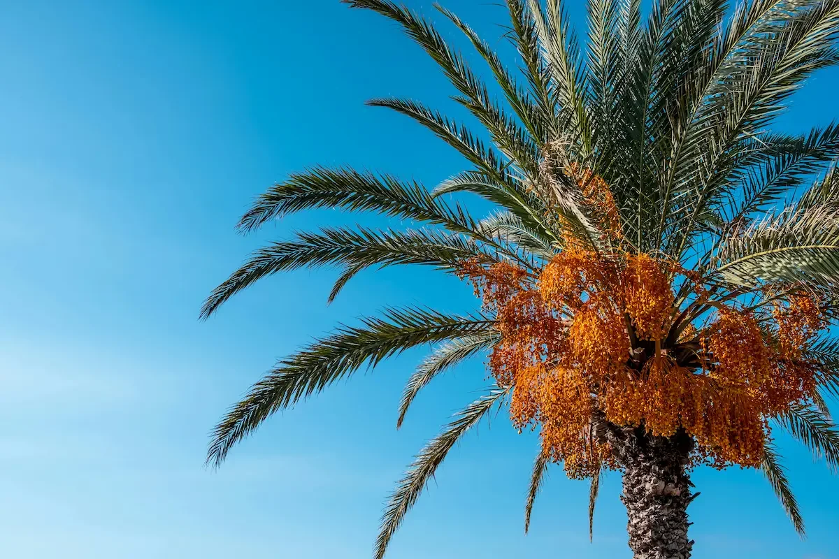 Ripe, Fresh Dates
